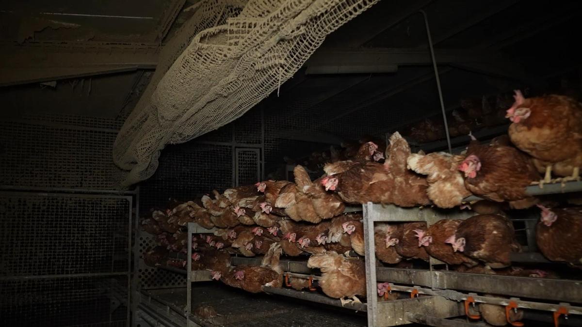 Entidades ecologistas denuncian la presencia de ratas, cadáveres y suciedad extrema en la polémica granja avícola de Llucmajor