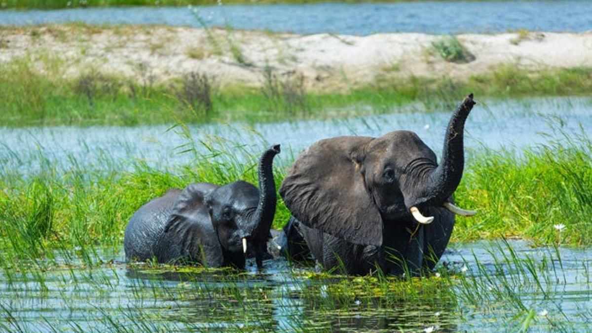 En Chobe viven los elefantes africanos más grandes, que pueden desplazar hasta siete toneladas de peso.