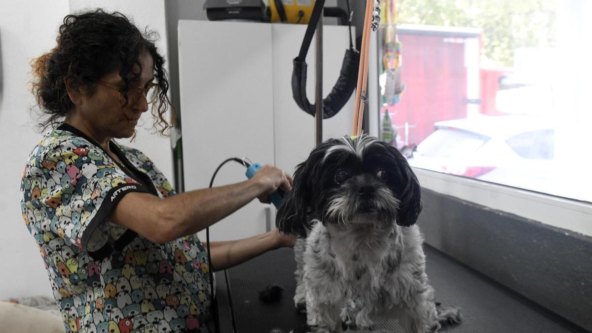 Corte de pelo a un perro en una clínica veterinaria de Murcia