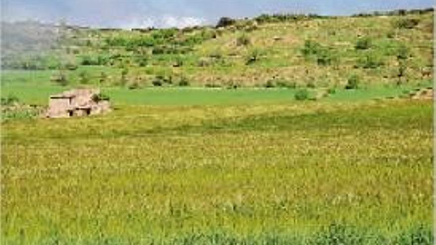 Camps de cereals a la comarca de l&#039;Anoia