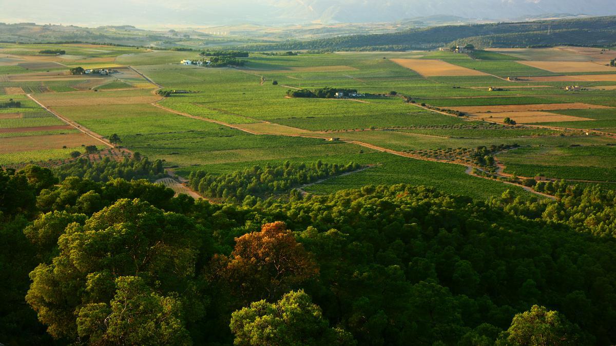 El Pago de los Frailes cuenta con 130 hectáreas de viñedo que dibujan un precioso paisaje.