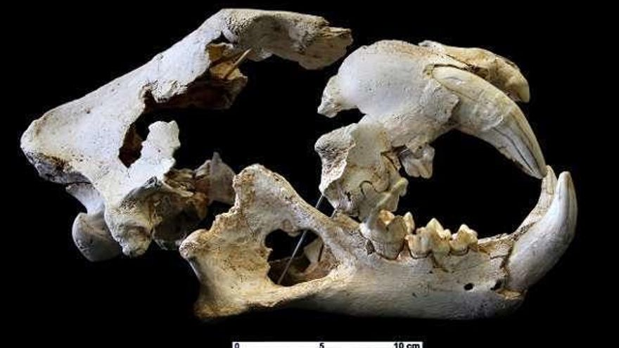 El león de las cavernas localizado en una sima de Porrúa vivió hace 43.000 años