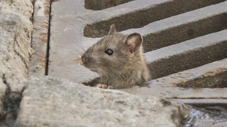 Detalle de una rata en una calle de València