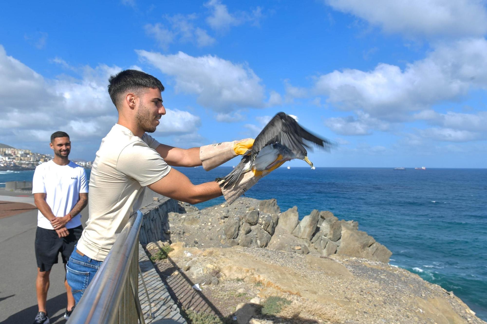 Benito y Fabio sueltan dos pardelas en el Mirador del Tritón