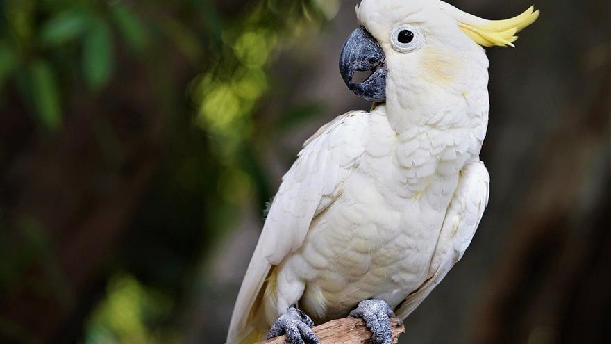 CACATUIDAE | Cacatúa: todo lo que debes saber sobre sus características y  cuidados