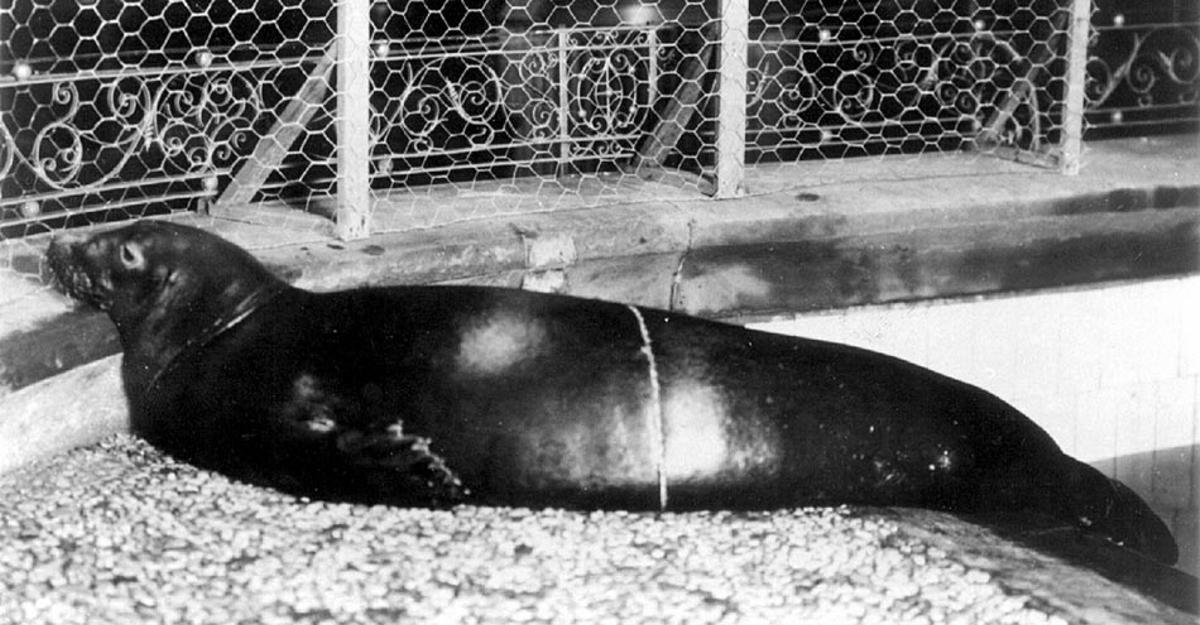 La foca monje del Caribe era la única foca que habitaba en aguas netamente tropicales.