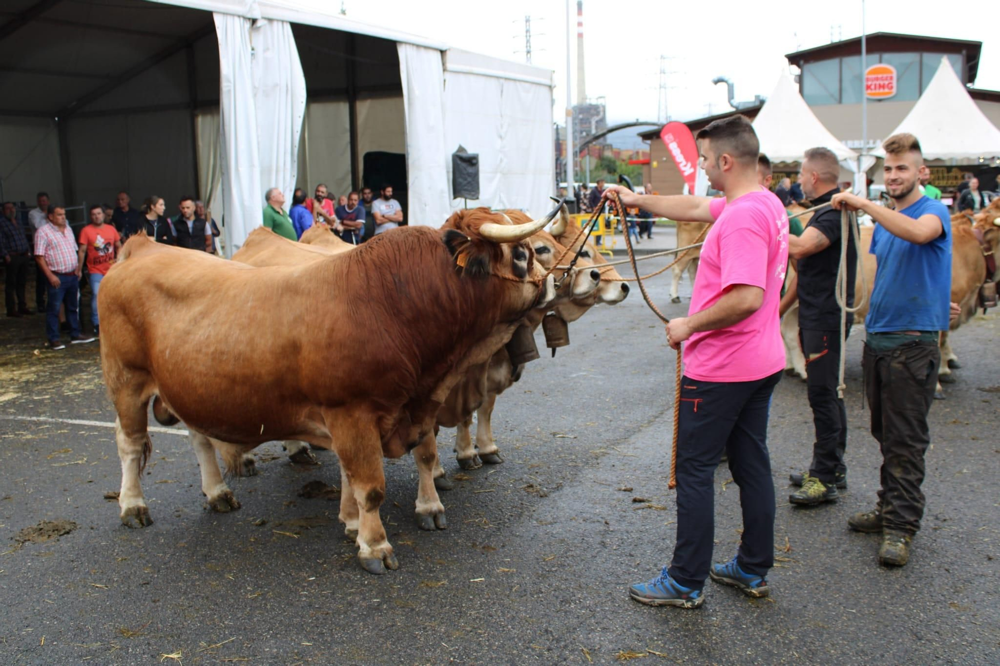 Así es Llangréu Nautral, la feria de las razas autóctonas asturianas que se celebra en pleno centro de Langreo