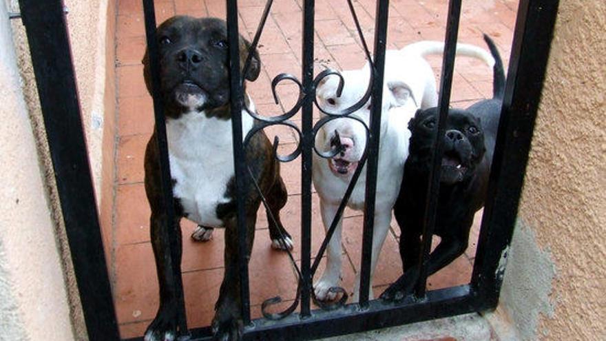 Els Mossos intervenen tres gossos perillosos desatesos a Bellcaire d&#039;Empordà