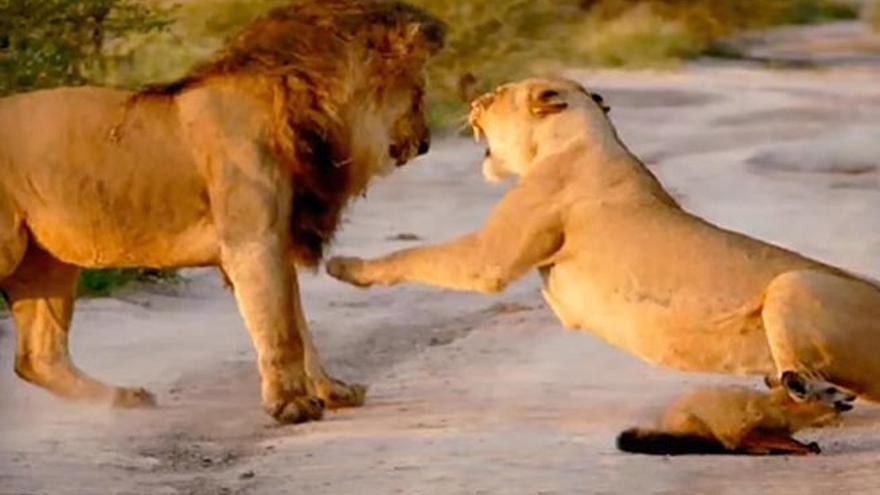 Una leona se enfrenta a un león para defender a un zorro herido