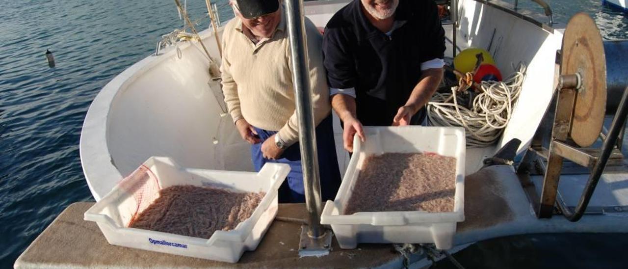 Pescadores del Port d&#039;Alcúdia desembarcan jonquillo tras la jornada de pesca.