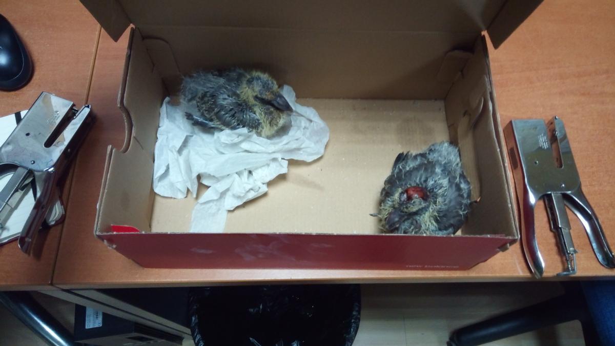 Un vecino de San Frián encontró a los pequeños gorriones en su domicilio.