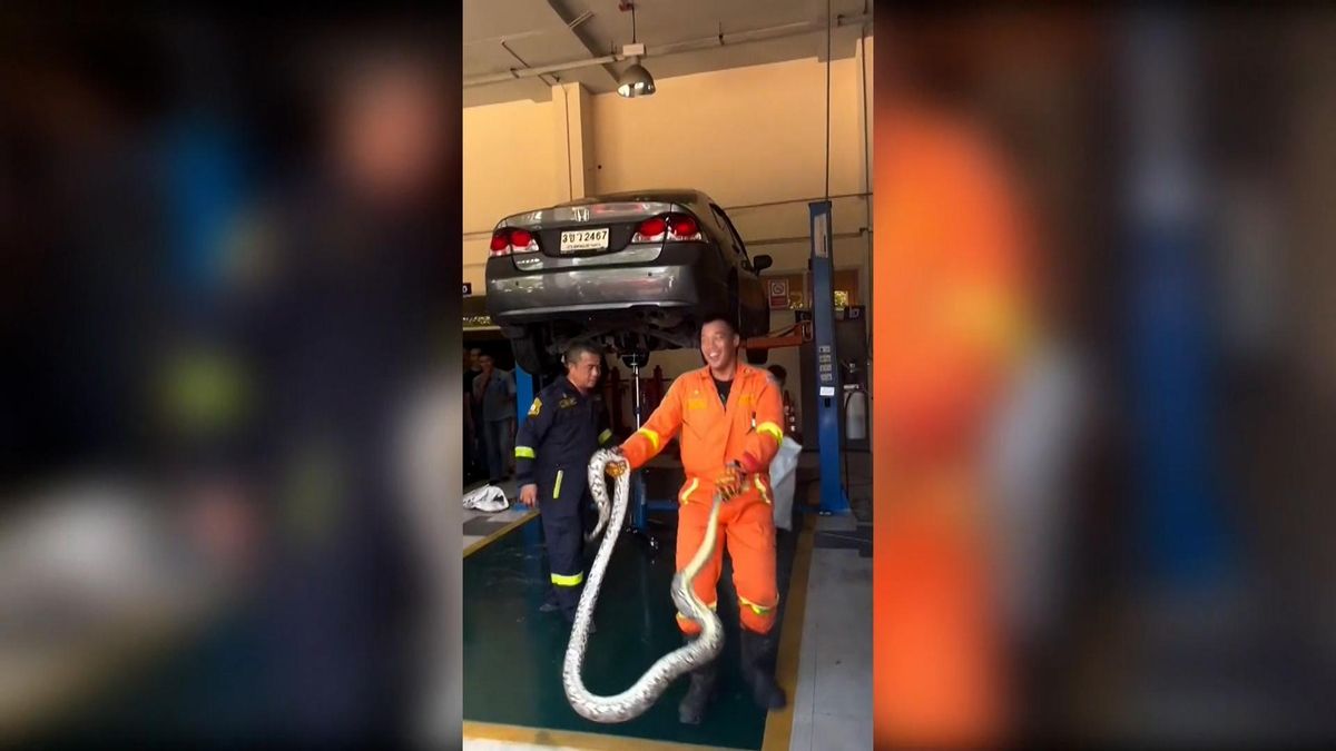 Atrapan a una serpiente de grandes dimensiones escondida en un coche en Tailandia