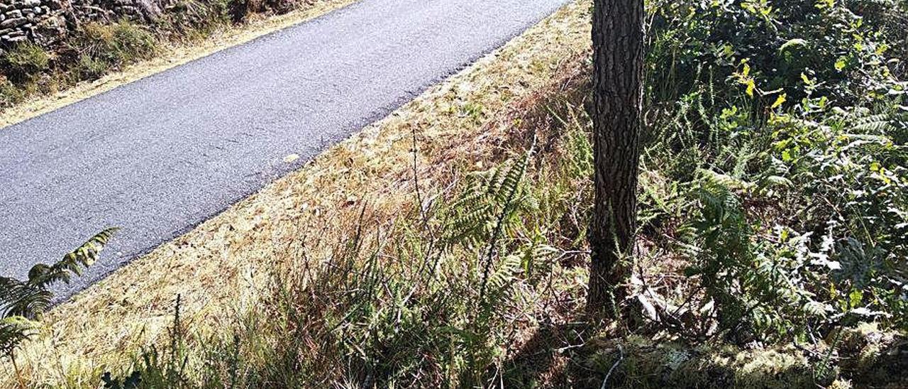 Un carballo medra na foca de espoliación da mámoa do Catadoiro I (Lourido-Cerdedo).