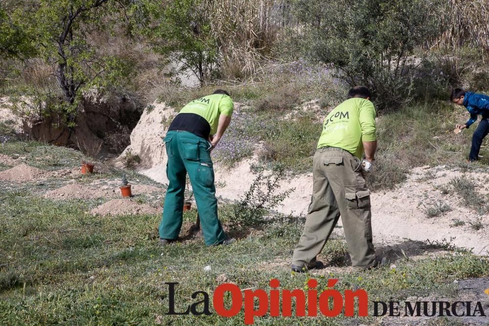 Reforestación en el paraje 'La Muralla' de Archive