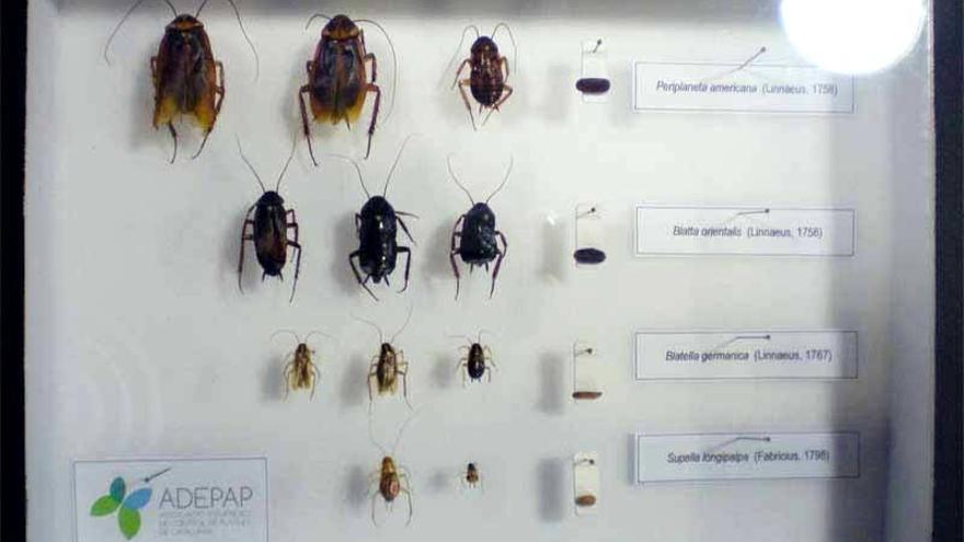 Los tres tipos de cucarachas que infestan la comunidad aragonesa