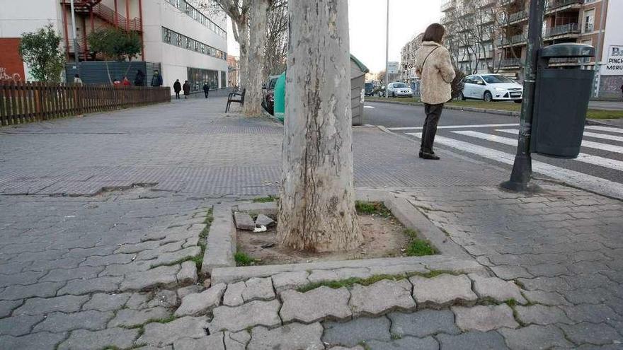 Aceras levantadas junto a uno de los árboles plantados en la avenida de Cardenal Cisneros.