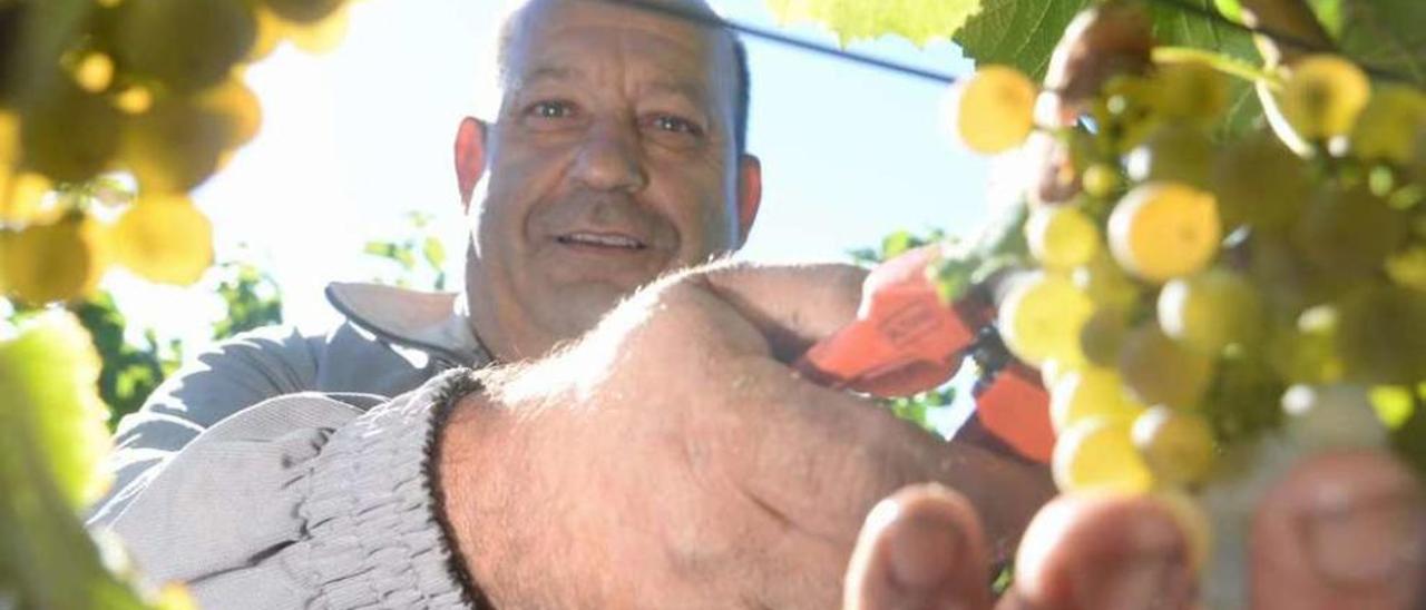 Vendimia de uva albariña para la bodega Martín Códax, ayer. // Noé Parga