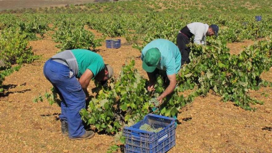 Recogida de uva en la anterior campaña en Villanueva de Campeán.