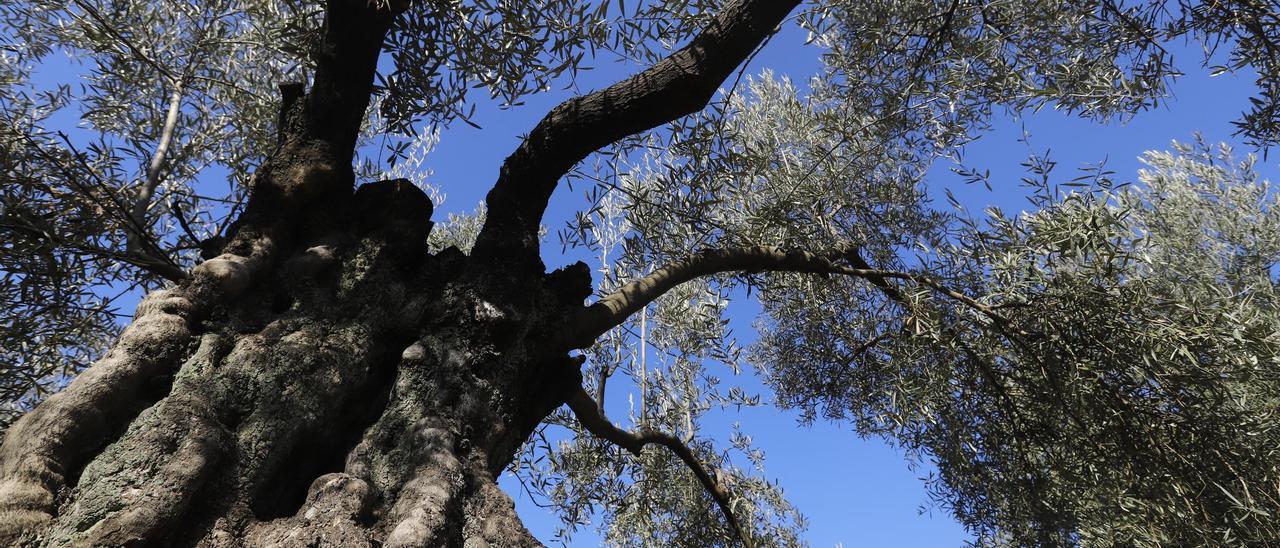 Las últimas lluvias afectan positivamente a la floración del olivar.
