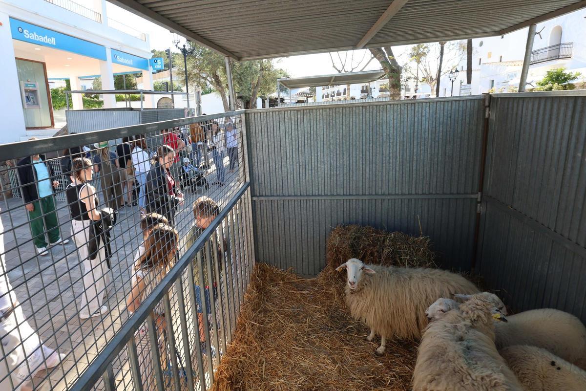 Todas las imágenes de las Fiestas de Sant Isidre en Sant Josep