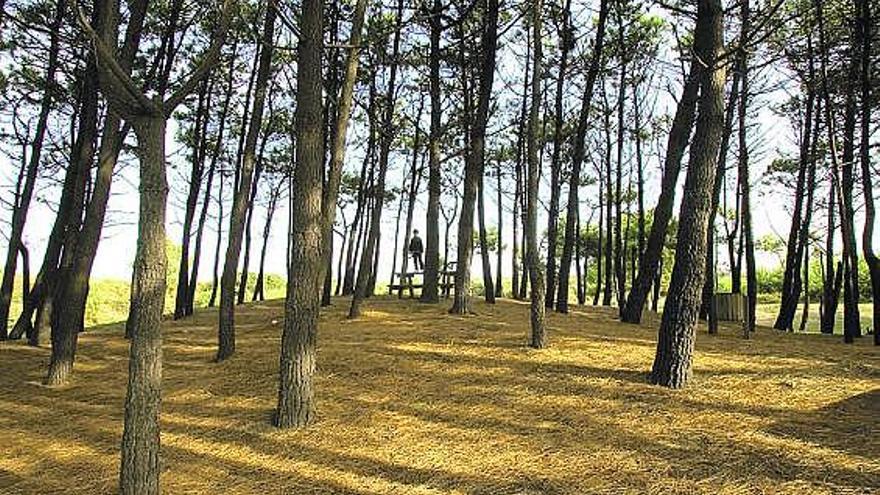 Pinar de Salinas, bajo el que se oculta una fosa de los años de la represión franquista.