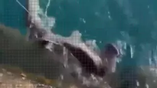 Sorpresa en Lanzarote: dos jóvenes capturan accidentalmente una cría de tiburón martillo y la liberan