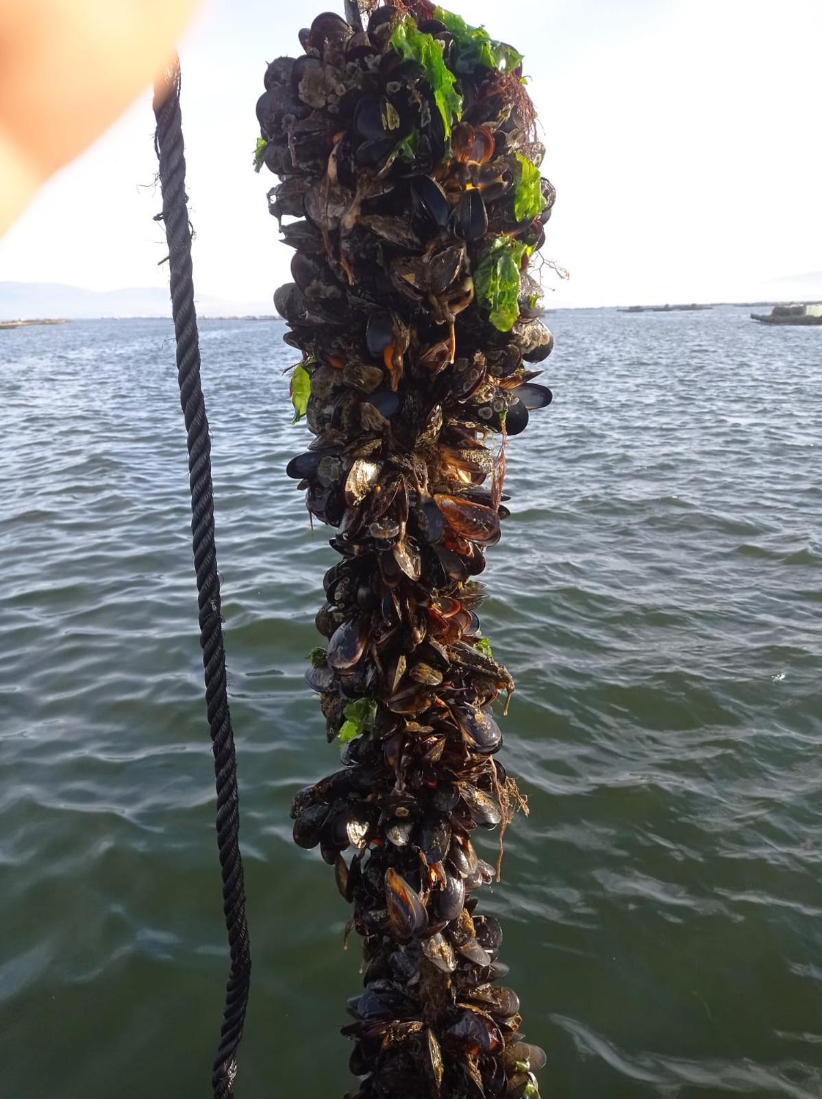 Imagen en la que se aprecia mejillón abierto en una cuerda.