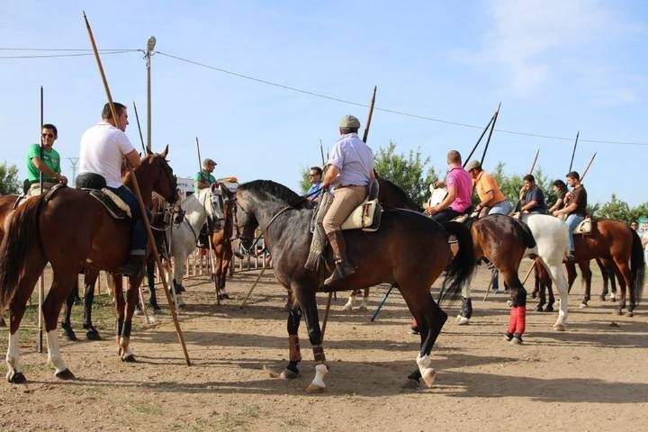 Suelta de vaquillas en las fiestas de La Visitación en Fuentesaúco