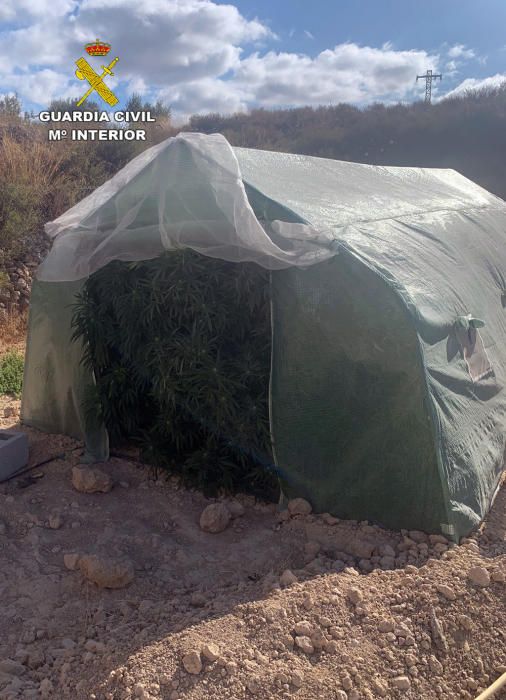 La Guardia Civil desmantela dos plantaciones de marihuana en Abanilla