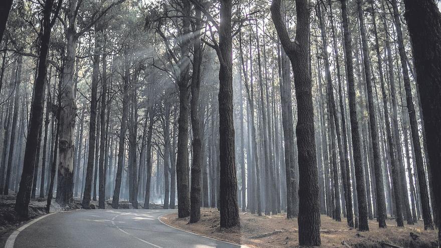 5.000 expertos en incendios forestales advierten que Canarias es un polvorín