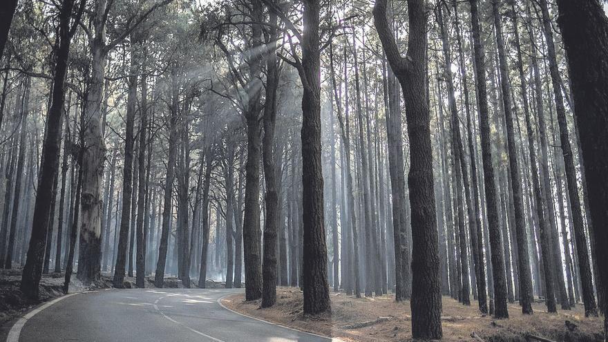 5,000 forest fire experts warn that the Canary Islands are a tinderbox