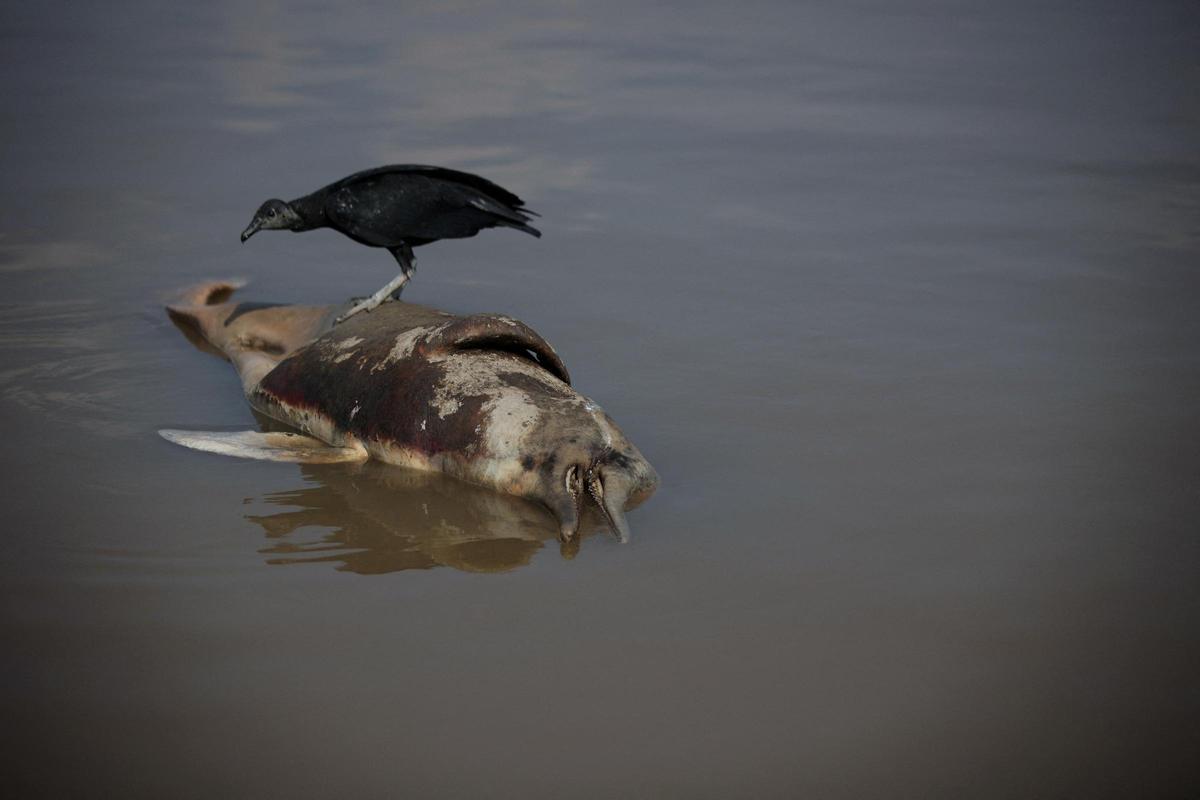 Se ve un delfín muerto en el lago Tefe, que desemboca en el río Solimoes, que ha sido afectado por las altas temperaturas y la sequía en Tefe, estado de Amazonas, Brasil, el 1 de octubre de 2023.