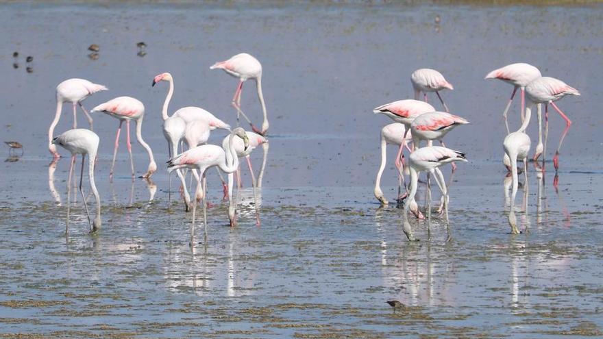 Espectáculo de flamencos en Fuente de Piedra