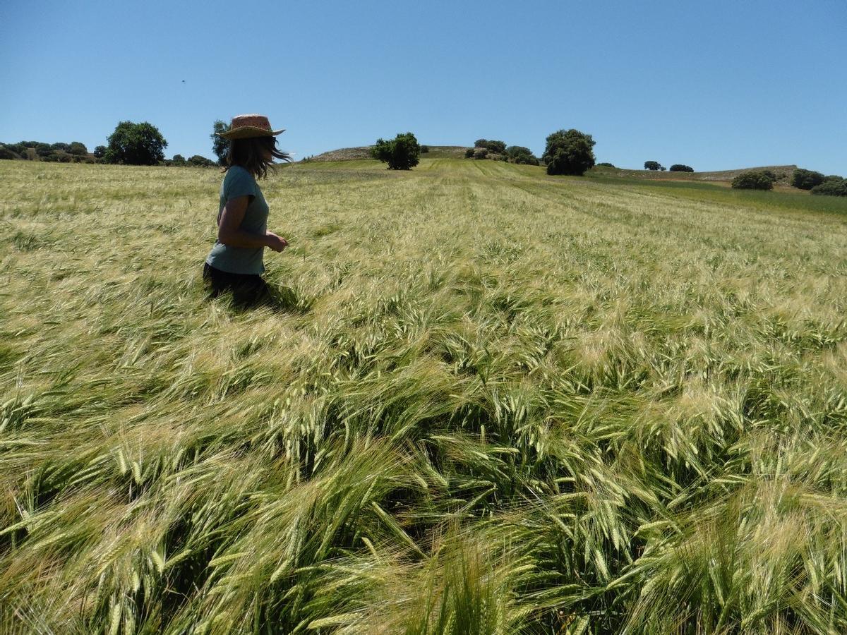 Dekiel logra llevar el cultivo a rendimientos máximos