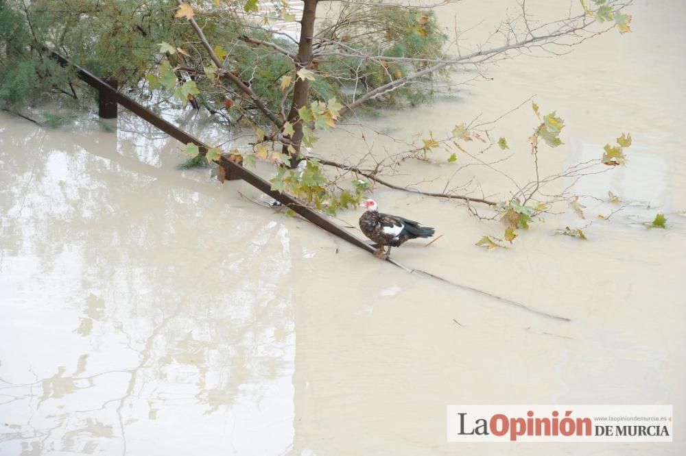 Crecida del Río Segura