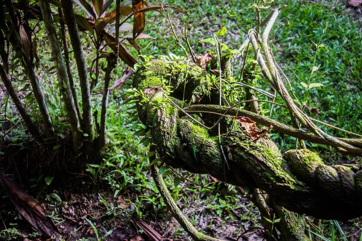 Los componentes de la ayahuasca se encuentran en la selva amazónica.