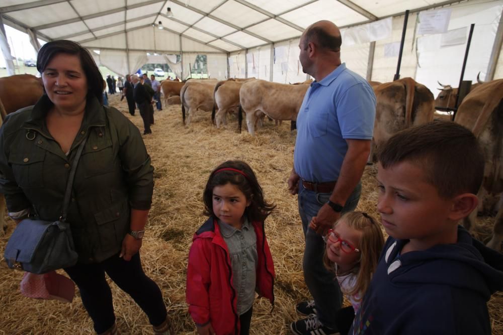 Feria de ganado de Manzaneda, en Gozón