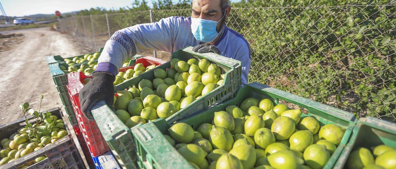 Un agricultor recogiendo limones en la Vega Baja