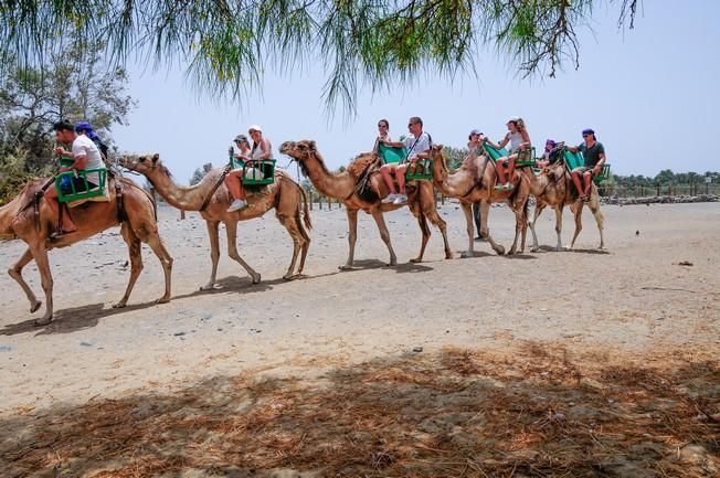 Reportaje excursiones con camellos en las Dunas ...