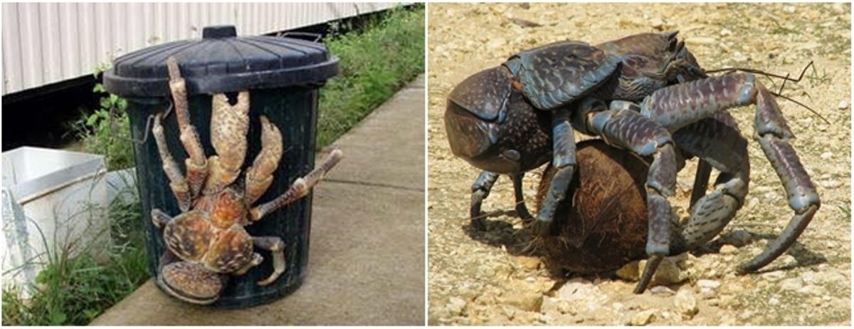 Los 10 animales más raros del mundo