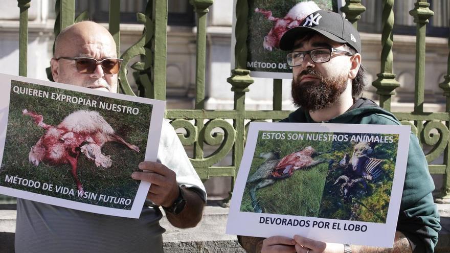 Dos millones de euros: la fianza que pide la organización COAG a los ecologistas si se frena el control del lobo en Asturias
