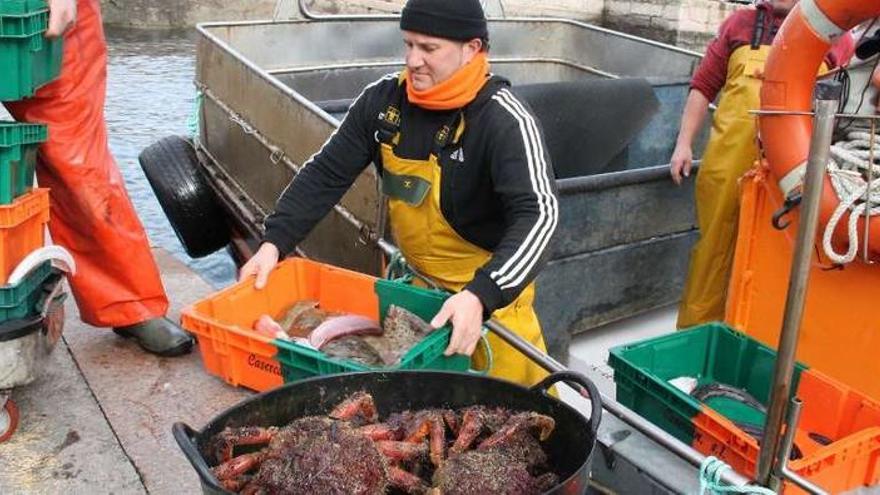 Descarga de centolla en el muelle de Cangas.