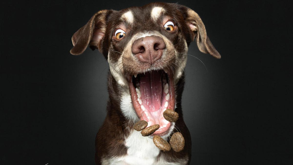 Uno de los perros intentando atrapar una chuche, congelado por Christian Vieler.