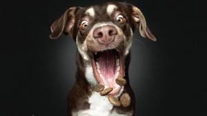 Uno de los perros intentando atrapar una chuche, congelado por Christian Vieler.