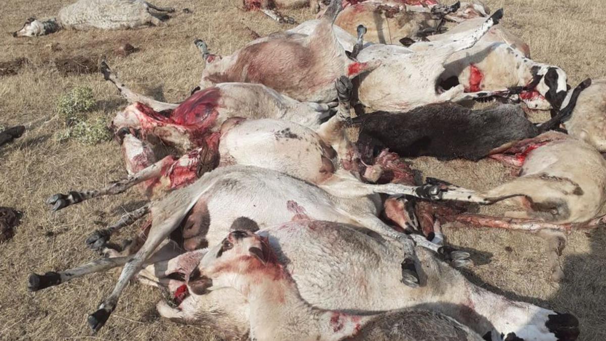 Varias ovejas muertas en el ataque del lobo en Villamor de la Ladre. | Cedida