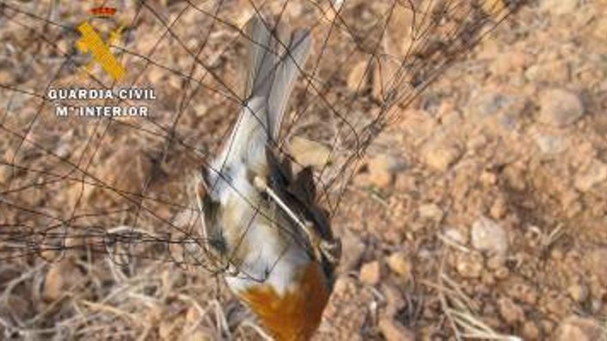 Detenidos dos vecinos de Argelita por cazar aves con redes japonesas