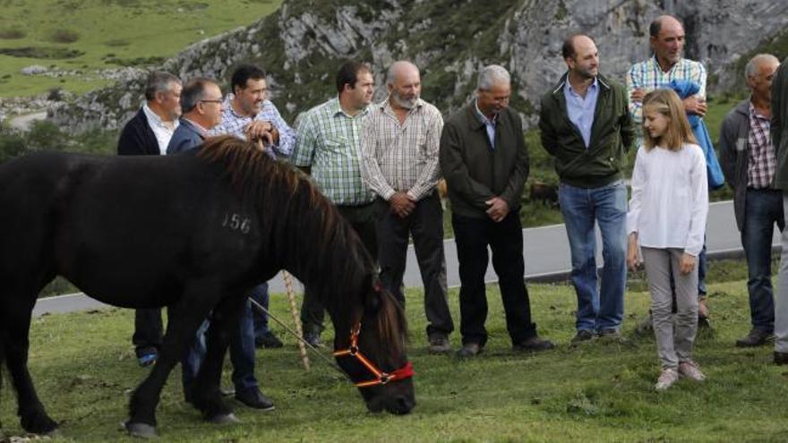 Así es "Xana" la yegua que Cangas de Onís regaló a Leonor y Sofía