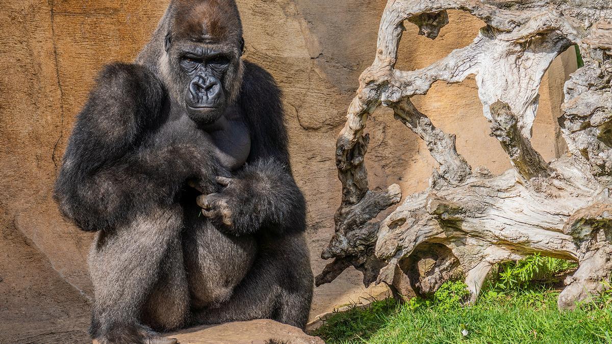 Bioparc Fuengirola conmemora el día de la Tierra recordando la importancia  de la conservación animal - La Opinión de Málaga