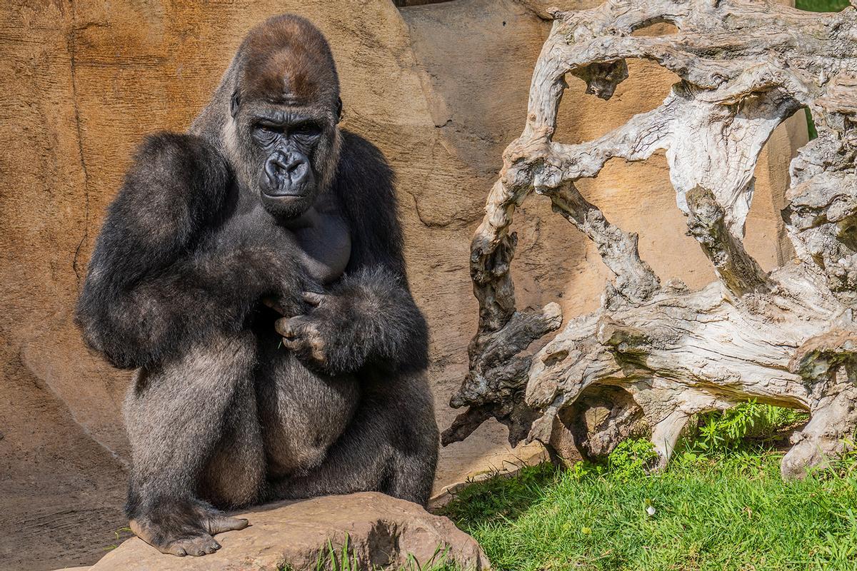 Gorila del Bioparc de Fuengirola