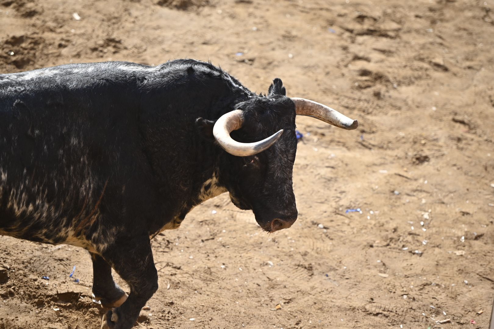 Galería | Primera tarde de toros en Almassora